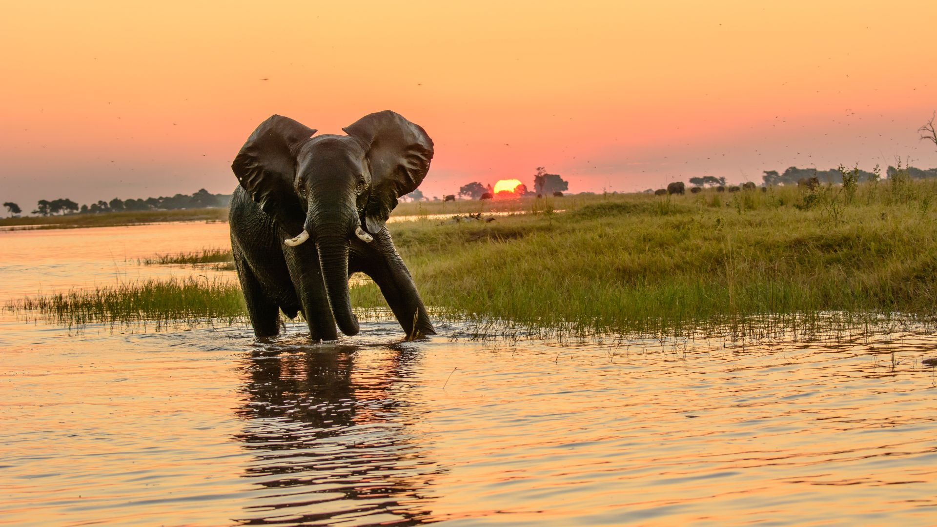 Botswana safari de luxe chutes Victoria, Okavango et Chobe - Charter Voyages